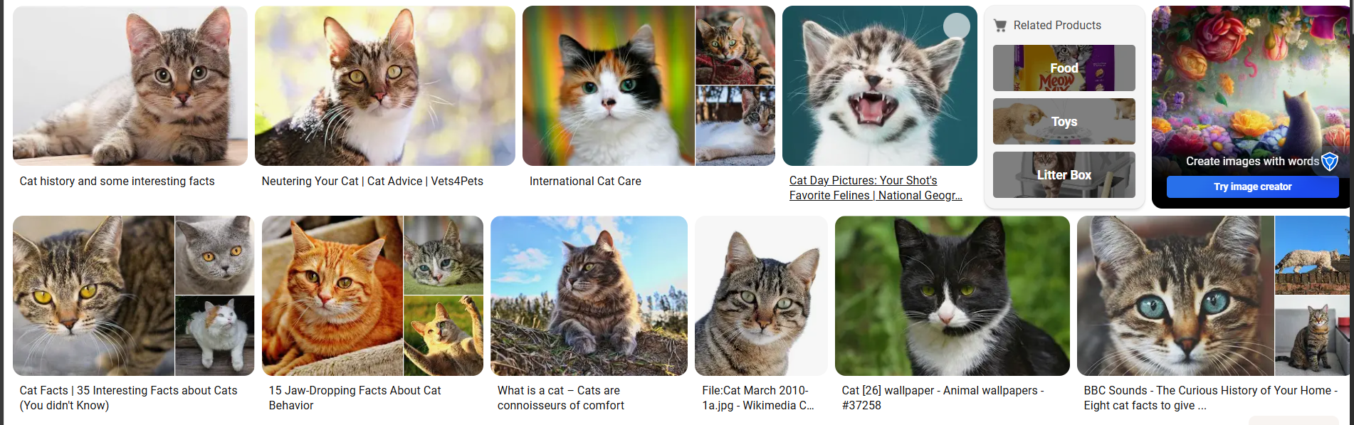 Cat Images